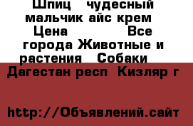 Шпиц - чудесный мальчик айс-крем › Цена ­ 20 000 - Все города Животные и растения » Собаки   . Дагестан респ.,Кизляр г.